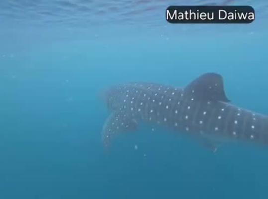 Requin Baleine au Bénin