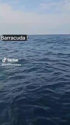Barracuda